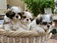 Shih Tzu Puppies for sale in Scottsdale, AZ 85251, USA. price: $1,400