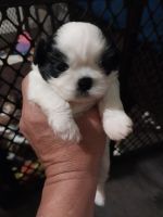 Shih Tzu Puppies for sale in Los Angeles, California. price: $500