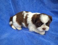 Shih Tzu Puppies for sale in Pahrump, NV, USA. price: $2,000