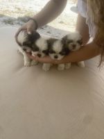 Shih Tzu Puppies for sale in Milton, Florida. price: $1,000