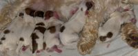 Shih Tzu Puppies for sale in Eastpointe, Michigan. price: $1,000