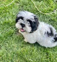 Shih Tzu Puppies for sale in Vancouver, WA, USA. price: $1,300