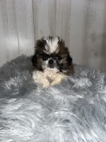 Shih Tzu Puppies for sale in Salisbury, North Carolina. price: $600