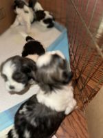 Shih Tzu Puppies for sale in Jersey City, New Jersey. price: $1,200