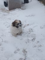 Shih Tzu Puppies for sale in Duluth, Minnesota. price: $50,000