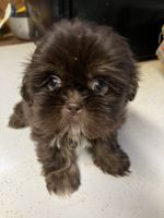 Shih Tzu Puppies for sale in Saluda, South Carolina. price: $650