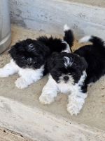 Shih Tzu Puppies for sale in Frisco, Texas. price: $450