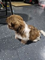 Shih Tzu Puppies for sale in Cape Coral, Florida. price: $1,200
