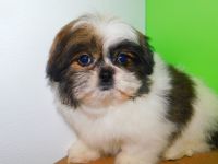 Shih Tzu Puppies for sale in Hammond, Indiana. price: $1,500