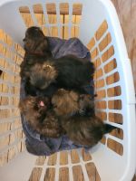 Shih Tzu Puppies for sale in Beaver Island, Michigan. price: $3,000