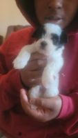 Shih Tzu Puppies for sale in Raleigh, North Carolina. price: $550