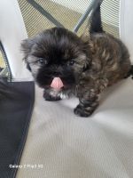 Shih Tzu Puppies for sale in Cape Coral-Fort Myers, FL, FL, USA. price: $500