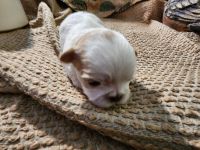 Shih Tzu Puppies for sale in Enid, Oklahoma. price: $2,500