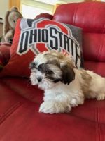 Shih Tzu Puppies for sale in North Ridgeville, OH, USA. price: $650