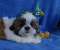 Shih Tzu Puppies for sale in Fayetteville, North Carolina. price: $1,250