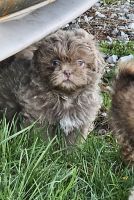 Shih Tzu Puppies for sale in Moores Hill, Indiana. price: $700