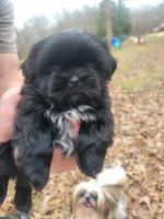 Shih Tzu Puppies for sale in Camden, TN, USA. price: $500