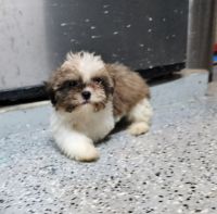 Shih Tzu Puppies for sale in Whiting, Indiana. price: $500