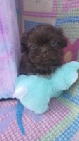 Shih Tzu Puppies for sale in Gastonia, North Carolina. price: $800