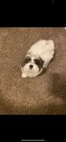 Shih Tzu Puppies for sale in Bartlett, Tennessee. price: $900