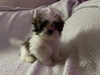 Shih Tzu Puppies for sale in Sussex, NJ 07461, USA. price: $1,100