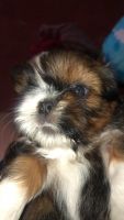 Shih Tzu Puppies for sale in Imphal, Manipur. price: 15,000 INR