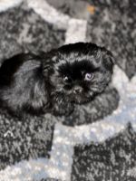 Shih Tzu Puppies for sale in Aurora, Illinois. price: $1,000