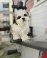 Shih Tzu Puppies for sale in Boston, Massachusetts. price: $1,500