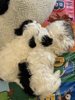 Shih Tzu Puppies for sale in Hialeah Gardens, Florida. price: $1,100