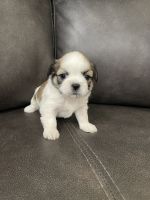 Shih Tzu Puppies for sale in Nashville, Illinois. price: NA