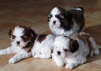 Shih Tzu Puppies for sale in Chennai, Tamil Nadu. price: 18,000 INR