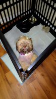 Shih Tzu Puppies for sale in Spartanburg, South Carolina. price: $400