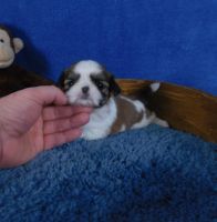 Shih Tzu Puppies for sale in Fayetteville, North Carolina. price: $1,850