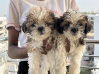 Shih Tzu Puppies for sale in Secunderabad, Telangana. price: 15,000 INR