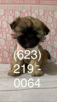 Shih Tzu Puppies for sale in Phoenix, AZ 85017, USA. price: $1,300