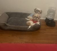 Shih Tzu Puppies for sale in Exeter, California. price: $1,200