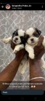 Shih Tzu Puppies for sale in Chennai, Tamil Nadu. price: 13,000 INR