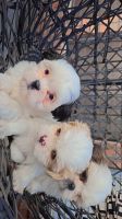 Shih Tzu Puppies for sale in Houston, Texas. price: $100