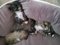 Shih Tzu Puppies for sale in Monroe, NY 10950, USA. price: $450