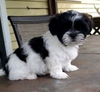 Shih Tzu Puppies for sale in Lancaster, Pennsylvania. price: $800