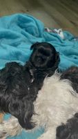 Shih Tzu Puppies for sale in Baltimore, MD, USA. price: $1,500