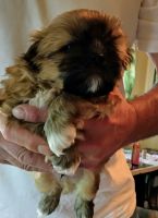 Shih Tzu Puppies for sale in Bakersfield, California. price: $450