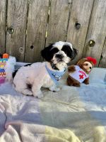Shih Tzu Puppies for sale in Vancouver, WA, USA. price: $1,300