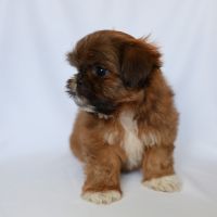 Shih Tzu Puppies for sale in Bakersfield, California. price: $900