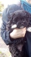 Shih Tzu Puppies for sale in Moses Lake, Washington. price: $800