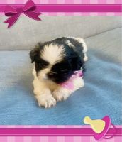 Shih Tzu Puppies for sale in Tampa, Florida. price: $700