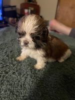 Shih Tzu Puppies for sale in Seaford, Delaware. price: $500