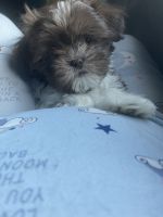 Shih Tzu Puppies for sale in Athens, Wisconsin. price: $400