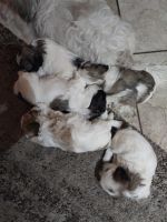 Shih Tzu Puppies for sale in Phoenix, Arizona. price: NA