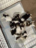 Shih Tzu Puppies for sale in Lewisville, Texas. price: $1,500